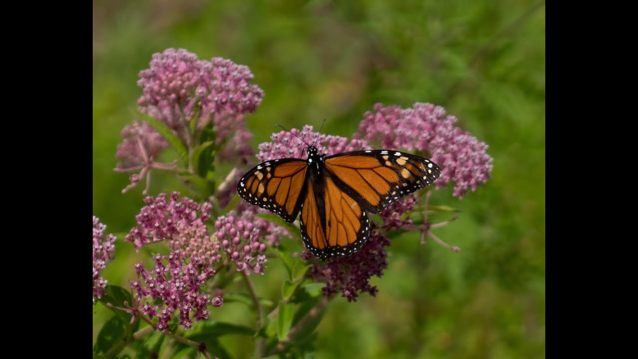Wildflowers of NYC talk by Marielle Anzalone